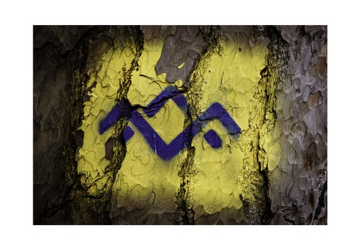 Blue Bark Series-01