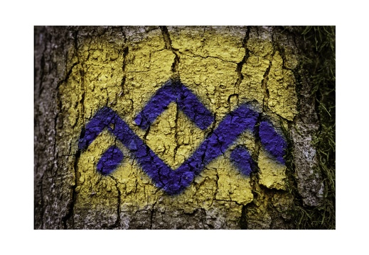 Blue Bark Series-03