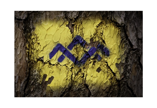 Blue Bark Series-05