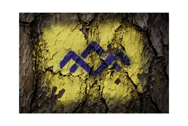 Blue Bark Series-05.jpg
