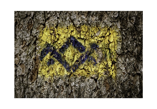 Blue Bark Series-06