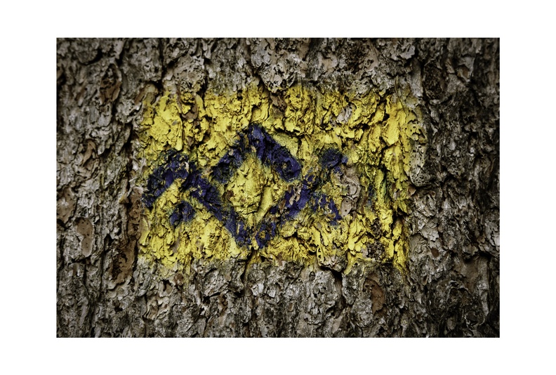 Blue Bark Series-06.jpg
