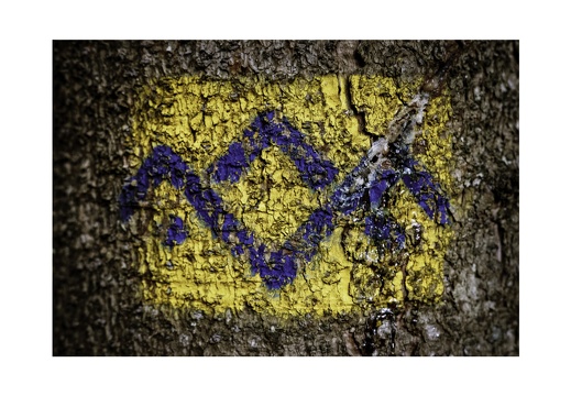 Blue Bark Series-07
