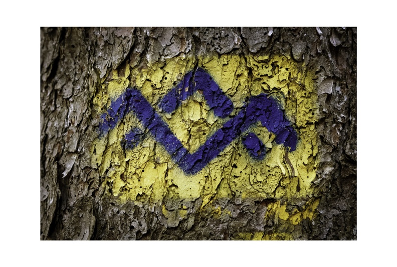 Blue Bark Series-09.jpg