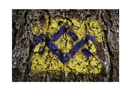 Blue Bark Series-09