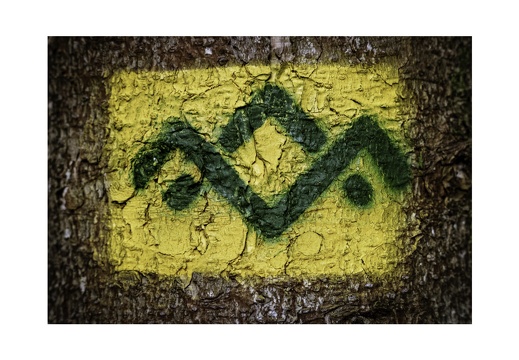 Green Bark Series-1