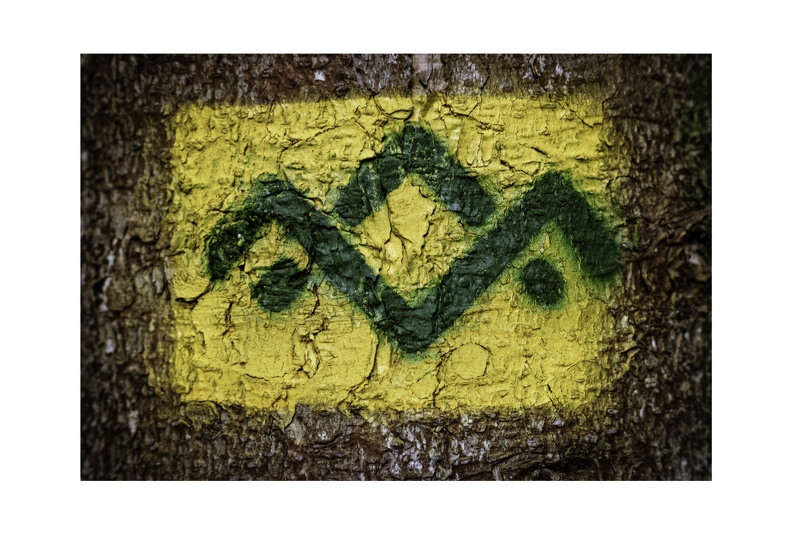 Green Bark Series-1.jpg