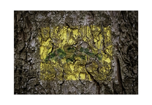 Green Bark Series-7