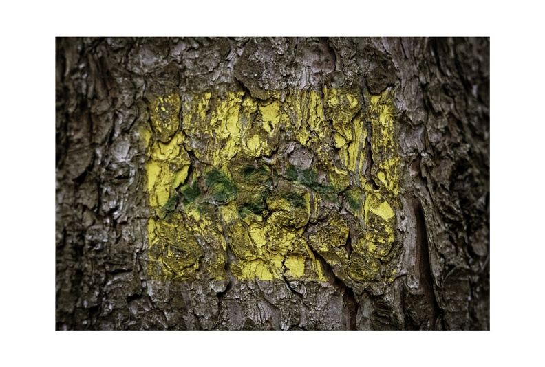 Green Bark Series-7.jpg