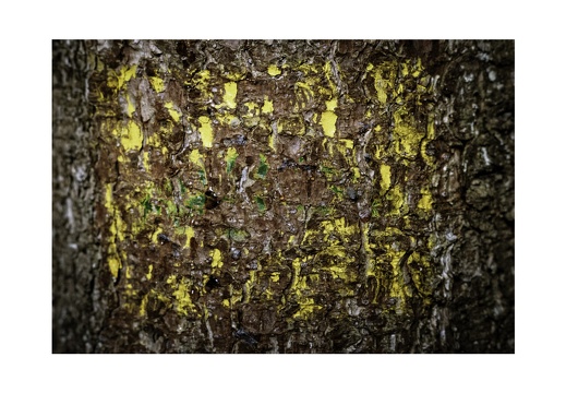Green Bark Series-2