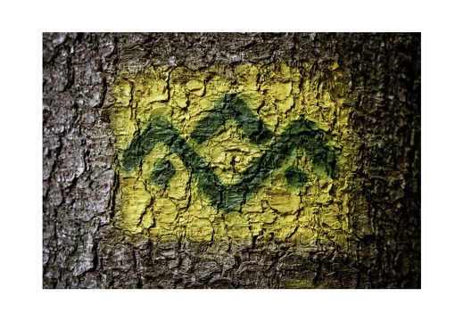 Green Bark Series-3