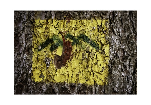 Green Bark Series-5